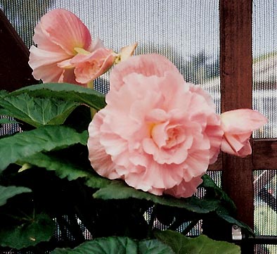 B. ‘Raimund Herincx’